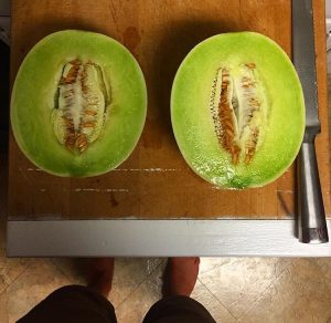 a melon straight from my garden
