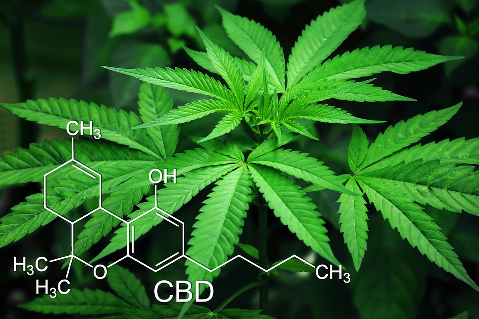 cannabis plant-- healer of IBD!