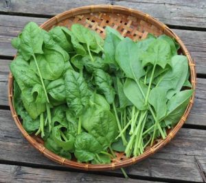 Leafy greens help the gut microbiome